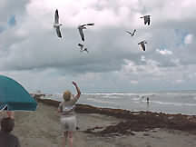 feeding the seagulls